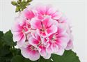 Afbeelding van Geranium Staand P12 Moonlight Kathy'13